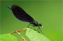 Calopteryx 2009