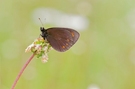 Erebia medusa