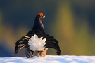 Birkhahnbalz