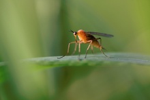 Rotbraune Tanzfliege beim Sonnenbad