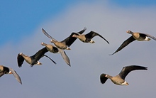 Zwerggänse im Flug