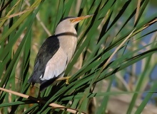 Zwergrohrdommel (Ixobrychus Minutus)