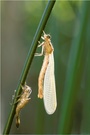 Frühe Adonisjlibelle (Pyrrhosoma nymphula)