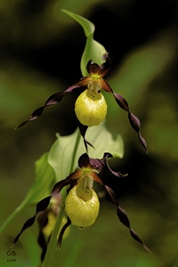 Gelber Frauenschuh (Cypripedium calceolus)