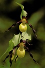 Gelber Frauenschuh (Cypripedium calceolus)