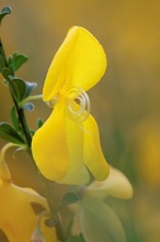 Besenginster (Cytisus scoparius)