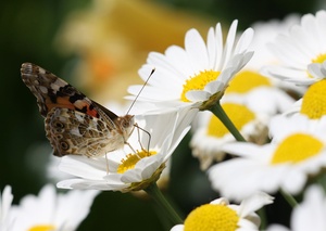 Kleiner Besucher