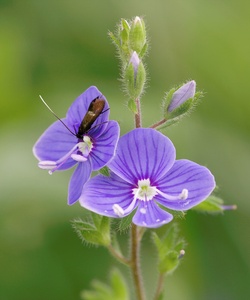 Kleinschmetterling und Ehrenpreis