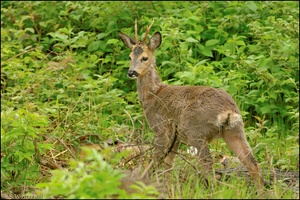 ~Stolzer Bock~