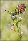 ~ farbenprächtig ~ *Aurorafalter (Anthocharis cardamines)*