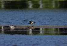 Baumfalke auf der Jagd