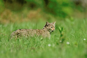 Wildkatze in freier Wildbahn!