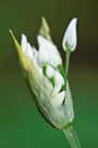 Blütenstand des Bärlauchs (Allium ursinum)