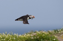 flyings sandeels (Puffiny with eels)