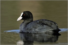 Blässhuhn (Fulica atra)