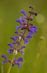 Wiesensalbei