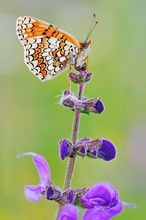 Flockenblumen Scheckenfalter