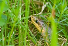 Äskulapnatter (Zamenis longissimus)