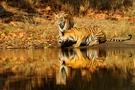 Bandhavgarh Tiger