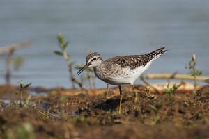 Bruchwasserläufer als Neueinstieg