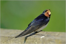 Rauchschwalbe (Hirundo rustica)