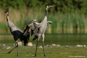 Balz des Glücksvogels