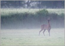 Bock im Morgennebel