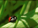 Marienkäfer auf Blatt