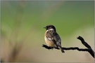 auch wieder da... Schwarzkehlchen *Saxicola torquata*