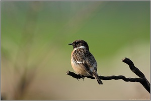 auch wieder da... Schwarzkehlchen *Saxicola torquata*