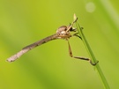 Leptogaster cylindrica ?