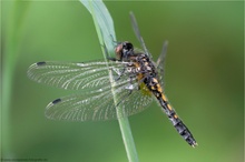 Zierliche Moosjungfer (Leucorrhinia caudalis)