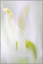 ~ eine andere Welt ~ * Dolden-Milchstern (Ornithogalum umbellatum) *