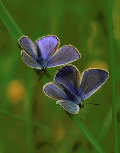 Zwillinge in Blau