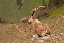 Steinbock