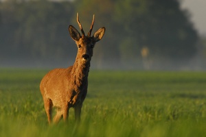 Ein Bock