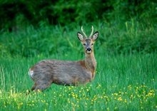 Gabler in blühender Wiese