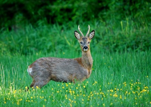 Gabler in blühender Wiese
