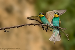 Ein exotischer Vogel erobert Sachsen- Anhalt