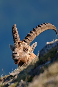 Steinbockportrait