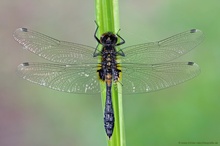 Zierliche Moosjungfer - Leucorrhinia caudalis