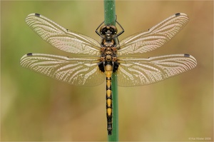 Grosse Moosjungfer (Leucorrhinia pectoralis)