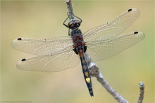 Große Moosjungfer (Leucorrhinia pectoralis)