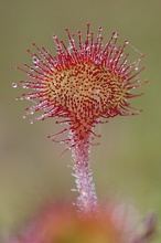 Rundblättriger Sonnentau (Drosera rotundifolia)