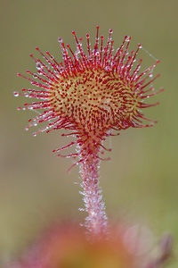 Rundblättriger Sonnentau (Drosera rotundifolia)