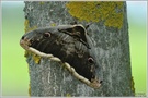 Wiener Nachtpfauenauge (Saturnia pyri)