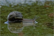Die Weisheit einer Schnecke