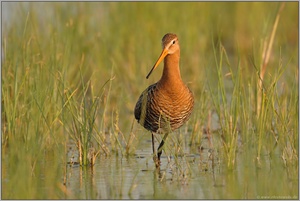 Austria´s next Topmodel... Uferschnepfe *Limosa limosa*