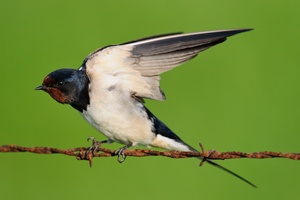 Rauchschwalbe (Hirundo rustica)