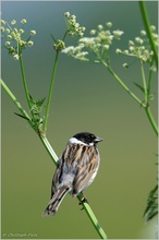 Rohrammer (Emberiza schoeniclus)